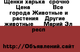 Щенки харька! срочно. › Цена ­ 5 000 - Все города Животные и растения » Другие животные   . Марий Эл респ.